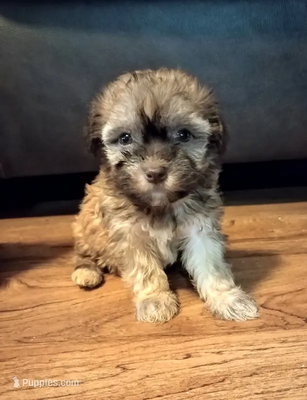 Rae – Havanese puppy for sale in Pisgah, AL