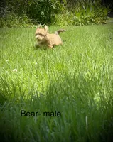 Bear, a male Havanese for sale in Pisgah, AL – 3 of 3