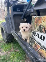 Tate, a male Morkie for sale in Pisgah, AL – Photo 4 of 4