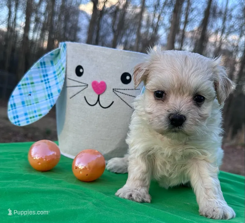 Tate – Morkie puppy for sale in Pisgah, AL