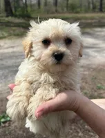 Tate, a male Morkie for sale in Pisgah, AL – Photo 2 of 4