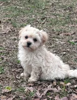 Tate, a male Morkie for sale in Pisgah, AL – Photo 3 of 4