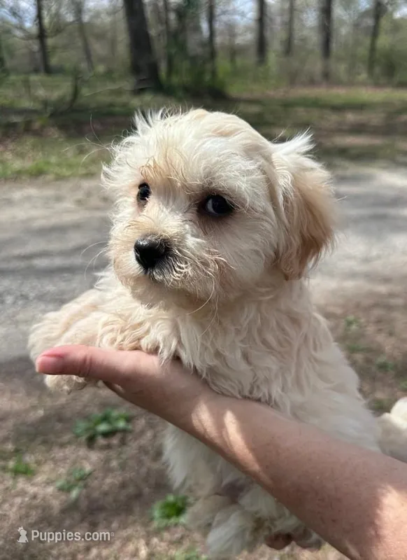 Tate – Morkie puppy for sale in Pisgah, AL