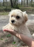 Tate, a male Morkie for sale in Pisgah, AL – Photo 1 of 4
