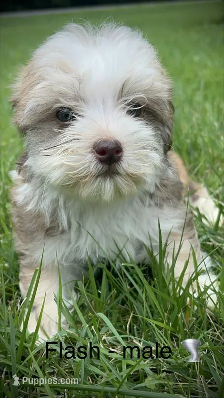 Flash  – Havanese puppy for sale in Pisgah, AL