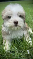 Flash , a male Havanese for sale in Pisgah, AL – 1 of 2