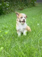 Care Bear , a female Havanese for sale in Pisgah, AL – 2 of 3