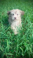 Dollie, a female Havanese for sale in Pisgah, AL – 2 of 2
