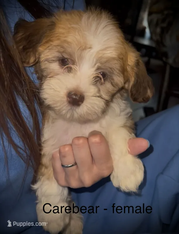 Care Bear  – Havanese puppy for sale in Pisgah, AL