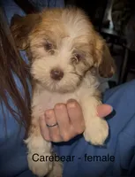Care Bear , a female Havanese for sale in Pisgah, AL – 1 of 3