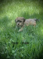 Bear, a male Havanese for sale in Pisgah, AL – 1 of 3