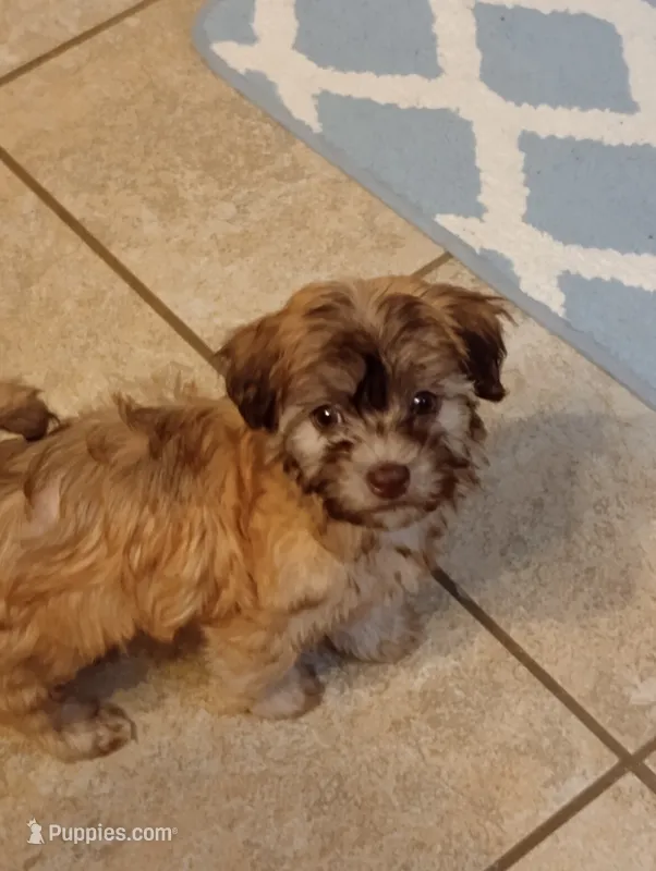 Rae – Havanese puppy for sale in Pisgah, AL