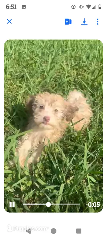 Dollie – Havanese puppy for sale in Pisgah, AL