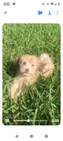 Dollie, a female Havanese for sale in Pisgah, AL – 1 of 2