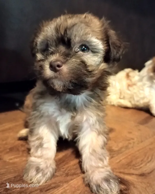 Rex – Havanese puppy for sale in Pisgah, AL