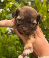 Clara, a female Havanese for sale in Pisgah, AL – 1 of 1