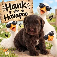 Hank, a male Havapoo for sale in Pisgah, AL – 1 of 1