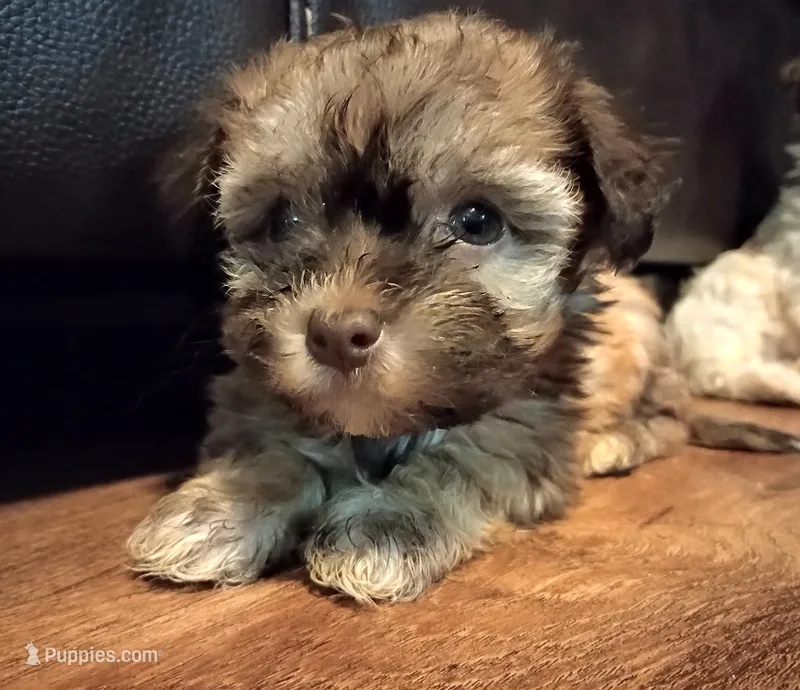 Clara – Havanese puppy for sale in Pisgah, AL