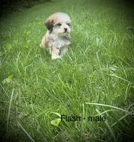 Flash , a male Havanese for sale in Pisgah, AL – 2 of 2