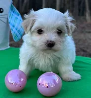 Lil bit, a female Morkie for sale in Pisgah, AL – Photo 2 of 2