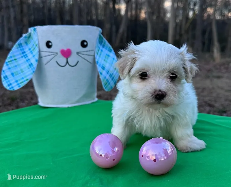 Lil bit – Morkie puppy for sale in Pisgah, AL