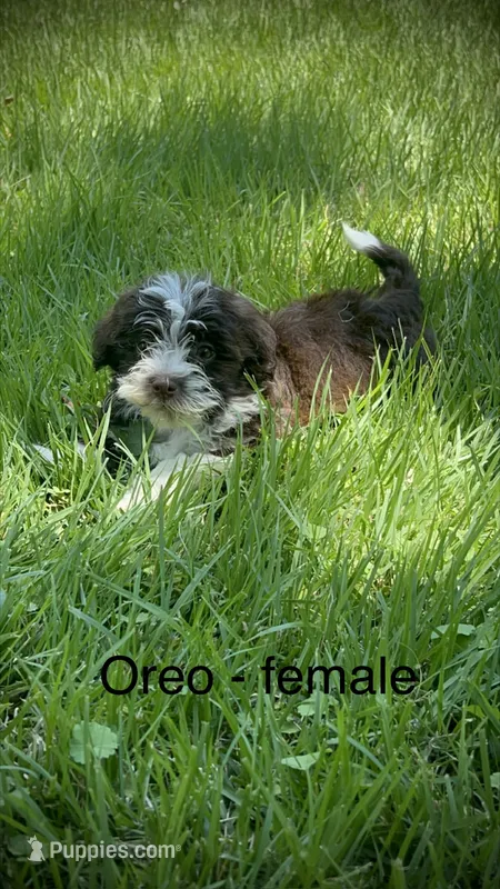 Oreo – Havanese puppy for sale in Pisgah, AL