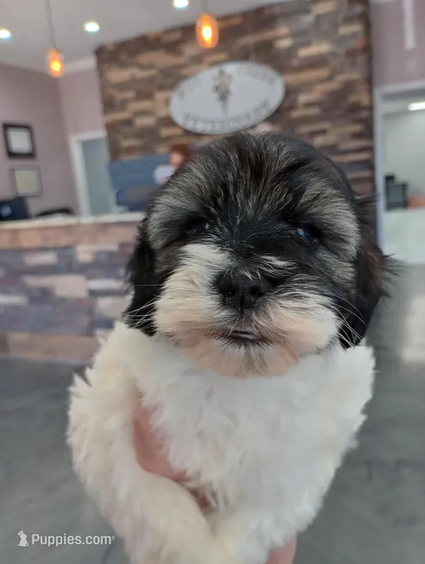 Jep – Miniature Schnauzer puppy for sale in Pisgah, AL