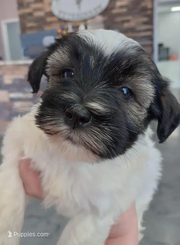 Clair – Miniature Schnauzer puppy for sale in Pisgah, AL
