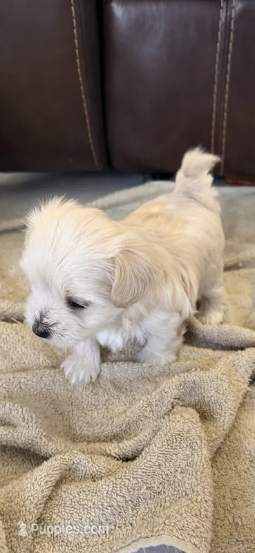 Tike – Morkie puppy for sale in Bradenton, FL