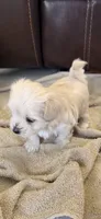 Tike, a male Morkie for sale in Bradenton, FL – 1 of 4
