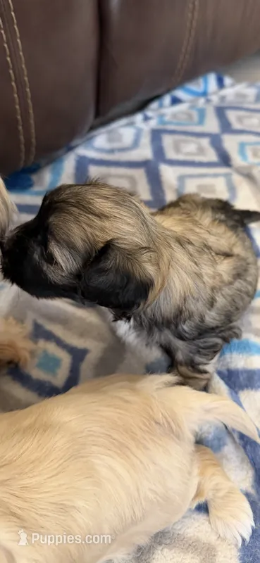 Spike – Morkie puppy for sale in Bradenton, FL