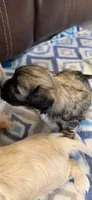 Spike, a male Morkie for sale in Bradenton, FL – 1 of 4