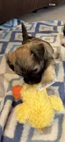 Spike, a male Morkie for sale in Bradenton, FL – 3 of 4