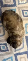 Spike, a male Morkie for sale in Bradenton, FL – 2 of 4