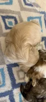 Tike, a male Morkie for sale in Bradenton, FL – 4 of 4