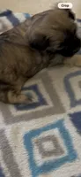 Spike, a male Morkie for sale in Bradenton, FL – 4 of 4