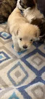 Tike, a male Morkie for sale in Bradenton, FL – 2 of 4