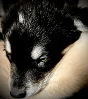 Jackie, a female Siberian Husky and English Cream Golden Retriever for sale in Tangent, OR – Photo 2 of 3