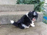 Claire, a female Shih Tzu for sale in Wartrace, TN – 2 of 3