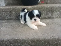 Panda Bear, a male Shih Tzu for sale in Wartrace, TN – 2 of 6