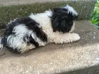 Panda Bear, a male Shih Tzu for sale in Wartrace, TN – 3 of 5