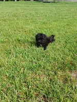 Midnight, a male Shih Tzu for sale in Wartrace, TN – 5 of 5