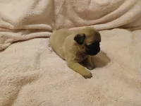 Miss Kitty, a female Pug for sale in Wartrace, TN – Photo 4 of 4