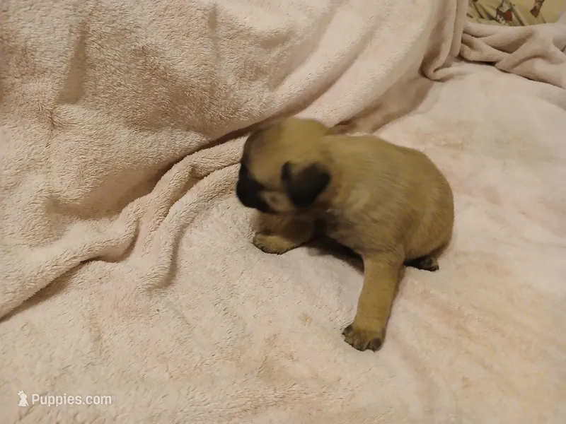 Miss Kitty – Pug puppy for sale in Wartrace, TN