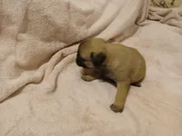 Miss Kitty, a female Pug for sale in Wartrace, TN – Photo 1 of 4