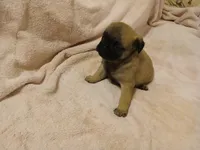 Miss Kitty, a female Pug for sale in Wartrace, TN – Photo 2 of 4