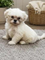 Ivory , a male Shih Tzu for sale in Wartrace, TN – 2 of 2