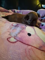 Toffee , a female Shih Tzu for sale in Wartrace, TN – 3 of 6