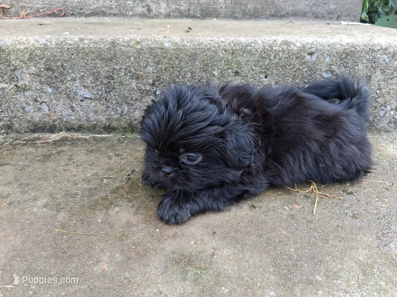 Ebony  – Shih Tzu puppy for sale in Wartrace, TN