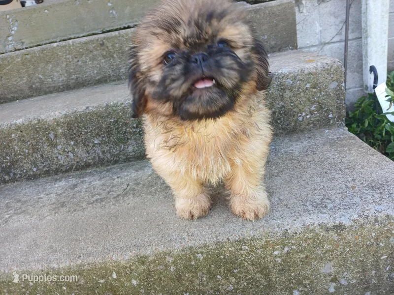 Connie – Shih Tzu puppy for sale in Wartrace, TN